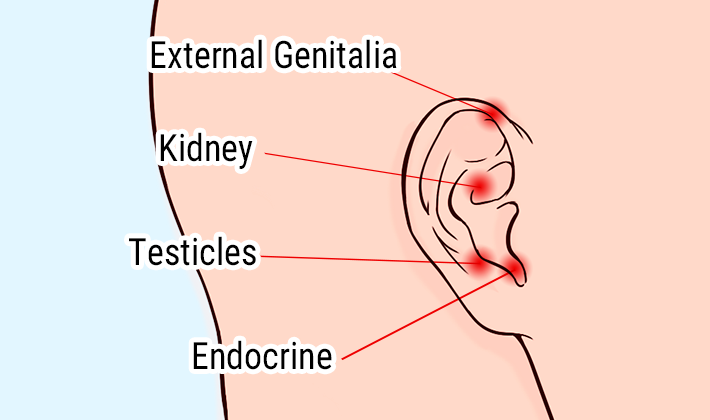 Ear acupressure points