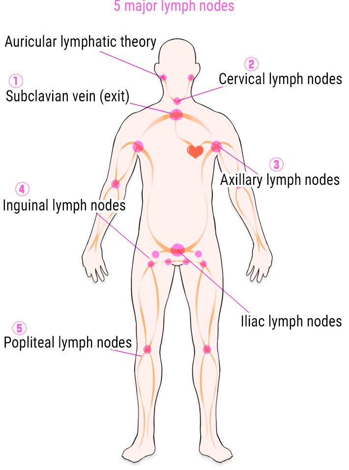 5大リンパ節の図